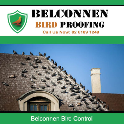 Professional bird control for pigeon infested properties in Belconnen area