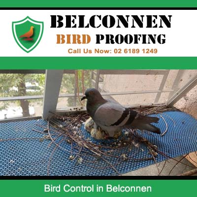 Belconnen bird control specialist removing trapped pigeon from protective netting