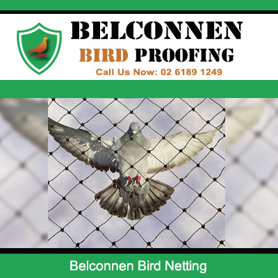 Belconnen bird netting successfully stopping pigeons entering property