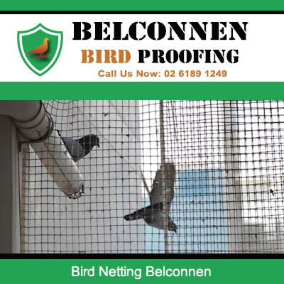 Effective bird netting catching multiple pest birds in Belconnen ACT