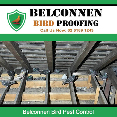 Professional bird pest control assessment at commercial property in Belconnen ACT