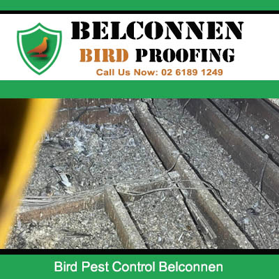 Bird droppings cleanup and sanitation services on roof in Belconnen Canberra