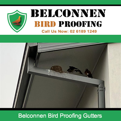 Bird proofing preventing pigeons nesting in roof gutters in Belconnen home