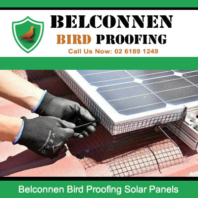 Bird proofing installation protecting solar panels from pest birds in Belconnen Canberra