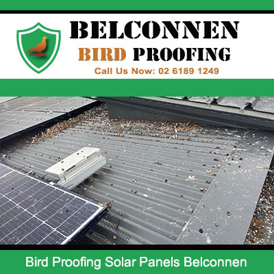 Bird droppings on solar panels requiring cleaning and proofing in Belconnen Canberra