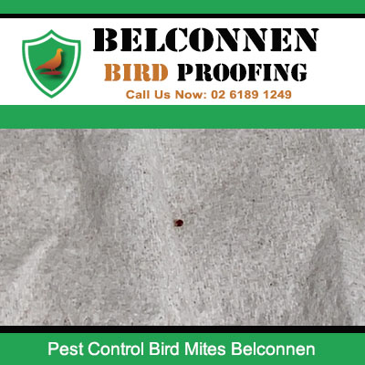 Bird mite on surface requiring pest control treatment in Belconnen Canberra