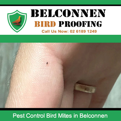Bird mite bite on skin from pest bird problem in Belconnen Canberra